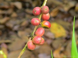 Coban Coffee Cherries