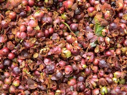 The Cherries' Outer Skins