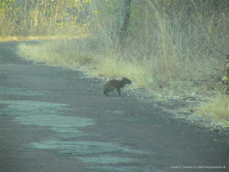 Our only wildlife sighting in Santa Rosa