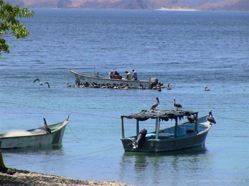 Fishermen gutting fish