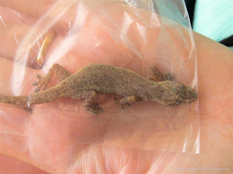 Inexperienced Gecko - it got caught