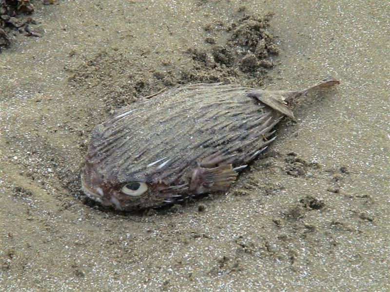 Dead Fish