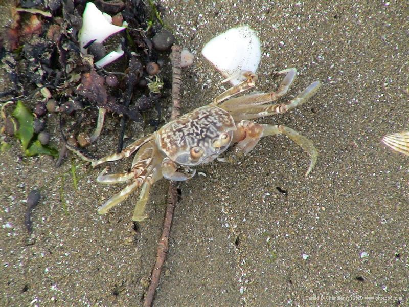 Shore crab