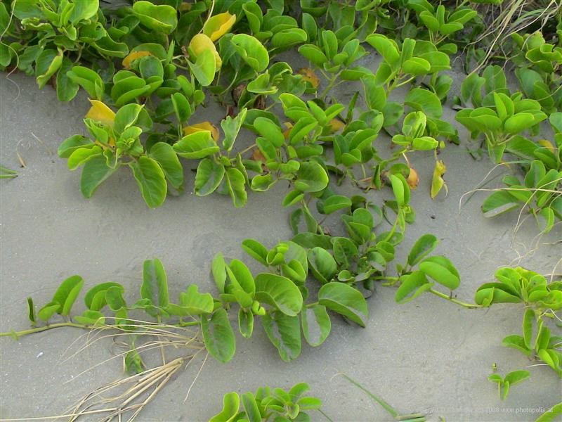 Shore growth