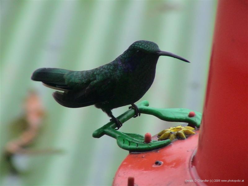 Humming Bird, slopes of Volcan Poas