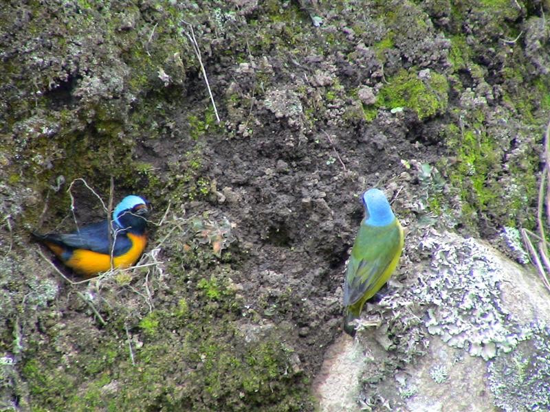 Birds Nesting