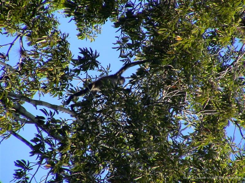 Spider Monkey at Tikal