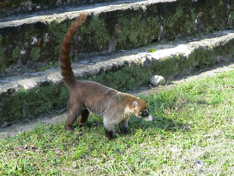 Coatimundi on the South Acropolis