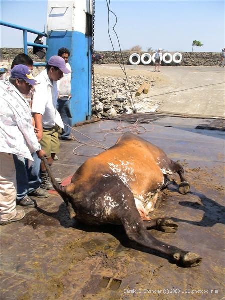 Cow leaving Ometepe ferry, tail-assisted