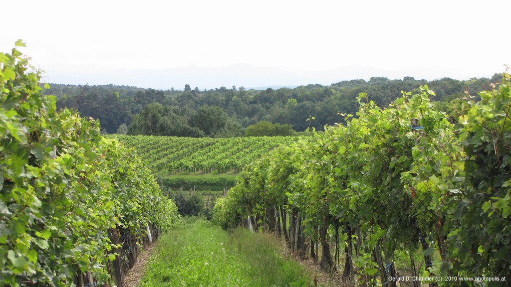 Wine Quarter