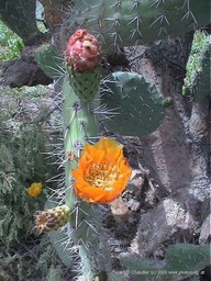 Coahuila Cactus