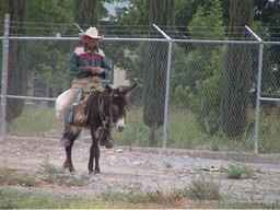 Man on a Donkey