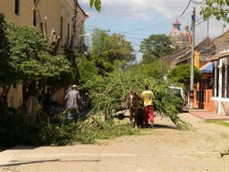Street Life: Triming Trees