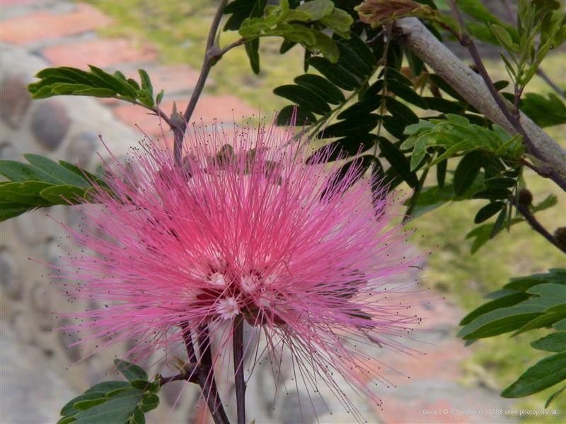 Country Flowering Tree