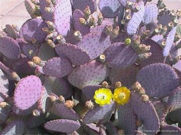 Cactus Flower