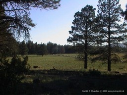 Meadow on Hwy 180 northwest of San Francisco Peaks