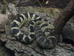 Desert Museum