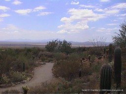 Desert Museum