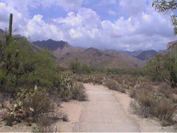 Sabino Canyon