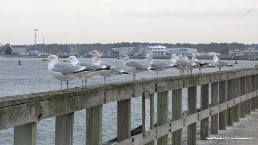 Empty for winter: condos and beach
