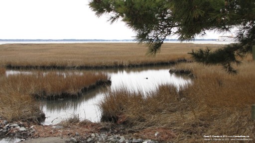 Quiet bayside wetlands