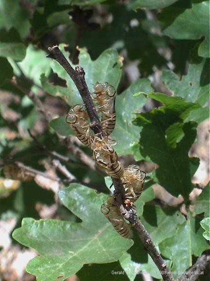 Hardened and empty cicada shells
