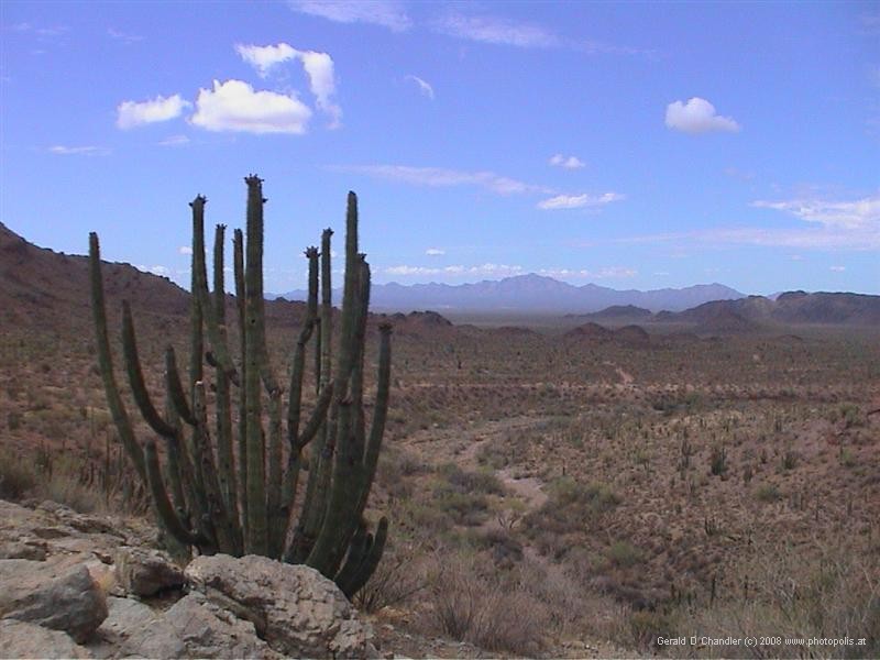 Organ Pipe Cactus