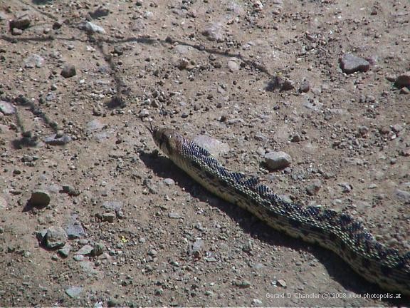 Griffith Park, snake on trail