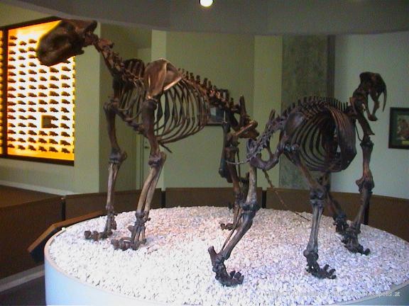La Brea Tarpits - Mastadon skeletons